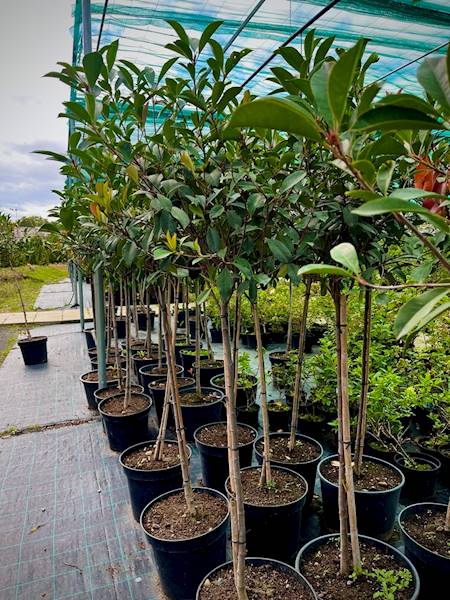 Głogownik Red Robin  sztam 120 poj. C15