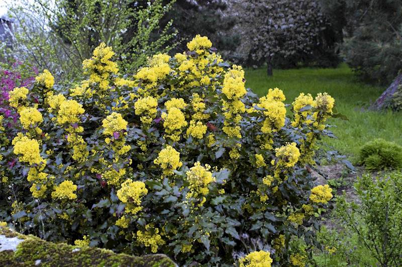 Mahonia pospolita poj. C2