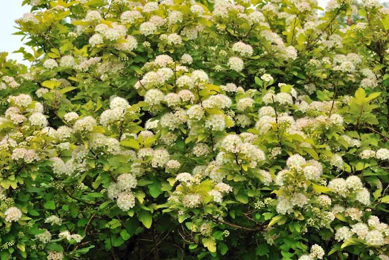 Pęcherznica kalinolistna Luteus poj. C3