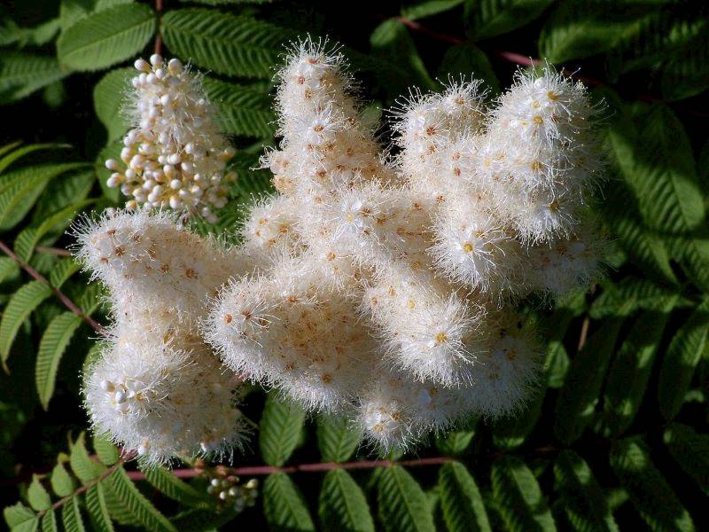 Tawlina jarzębolistna poj. C3