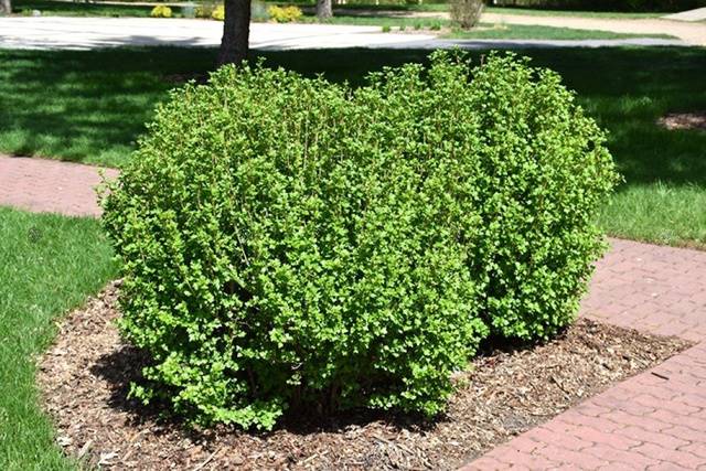 Porzeczka alpejska Szmidt  poj. C2