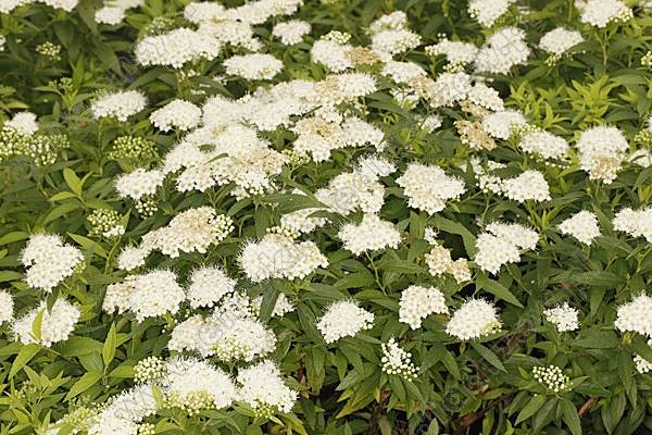 Tawuła jap. Albiflora poj. C2