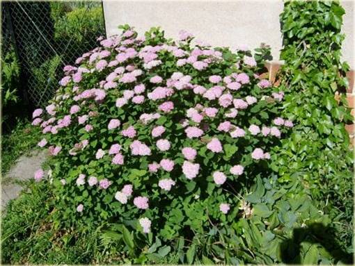 Tawuła gęstokwiatowa poj. C2