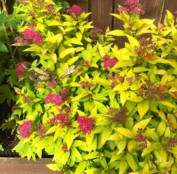 Tawuła jap. Candelight poj. C3