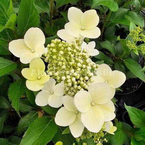 Hortensja bukietowa Kuyshu poj. C3