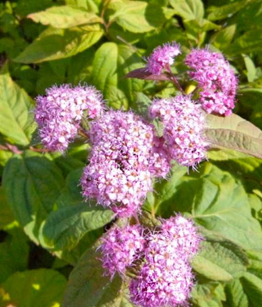 Tawuła jap.Macrophylla poj. C3