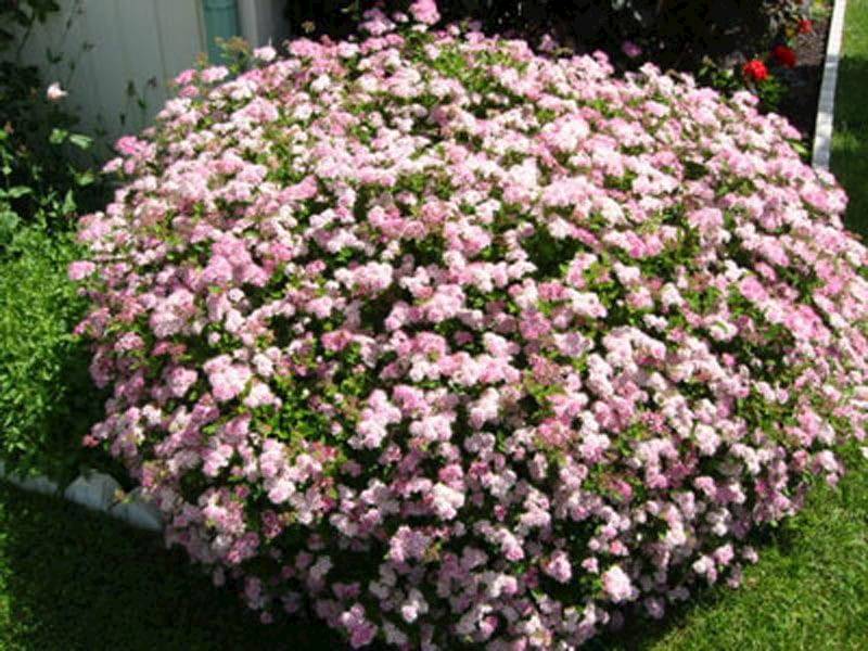 Tawuła jap. Little Princes poj. C2