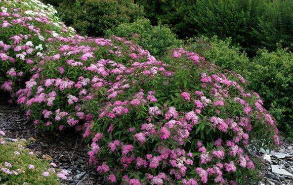 Tawuła jap.Japanes Dwarf poj. C2