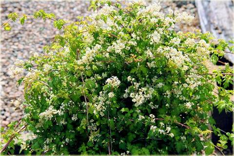 Tawulec pogięty Cripsa poj. C2