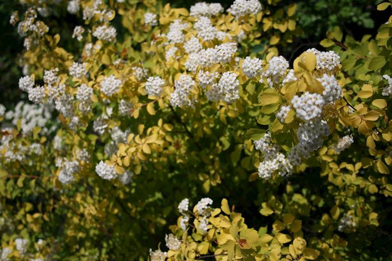 Tawuła Van Houttea Gold Fontain  poj. C3