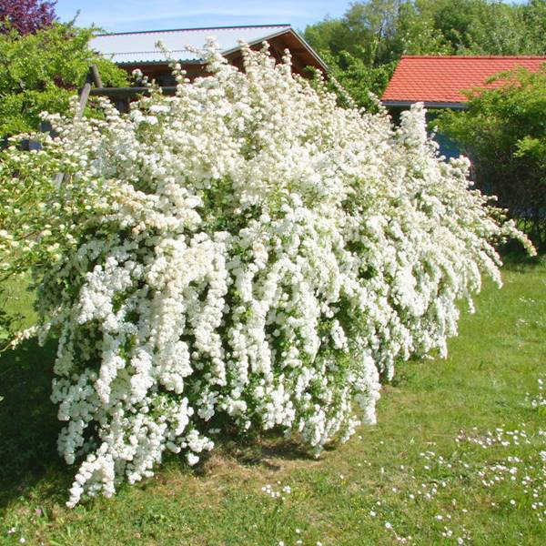 Tawuła Van Houttea  poj. C3