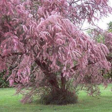 Tamaryszek drobnokwiatowy  poj. C3