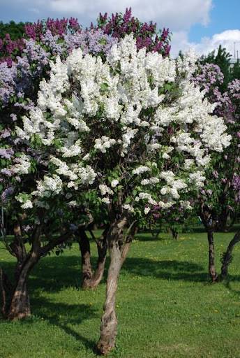 Lilak  biały sztam Pa 80