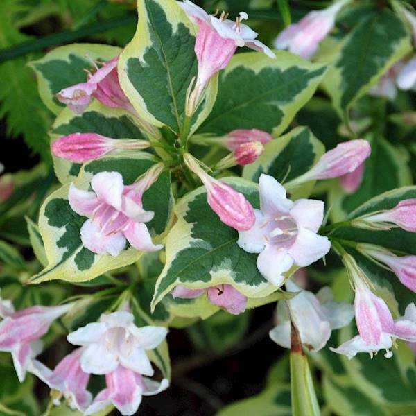 Krzewuszka  Variegata poj. C3
