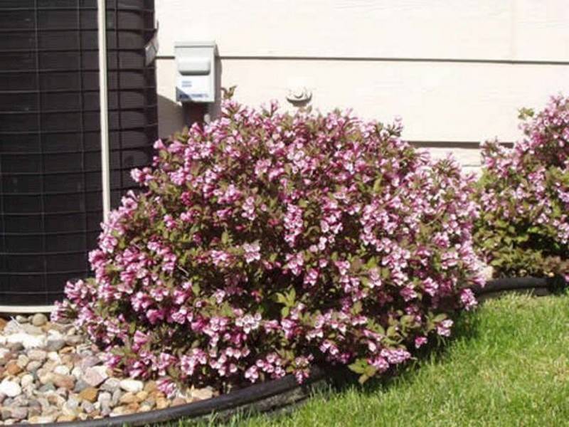 Krzewuszka  Nana Purpurea poj. C3
