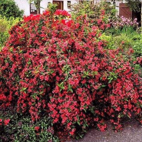 Krzewuszka  Bristol Ruby poj. C3