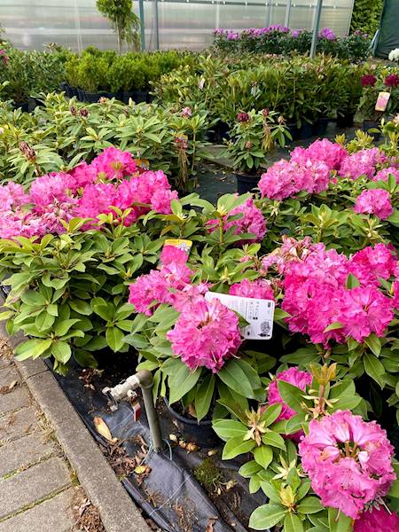 Rododendron poj. C3
