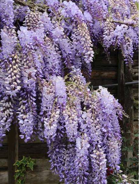 Glicynia chińska  poj. C3