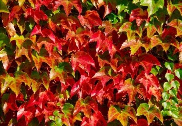 Winobluszcz 3-klapowy Veitchii poj. C3