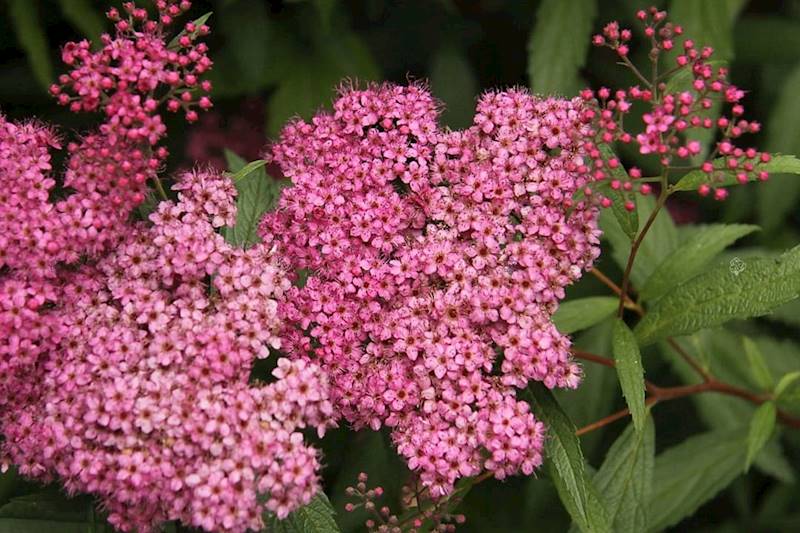 Tawuła jap.Frobeli poj. C2