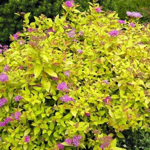 Tawuła japońska poj. C2