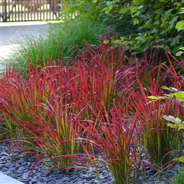 Imperata cylindryczna Red Baron poj. 