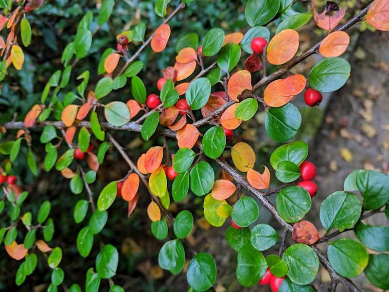 Irga błyszcząca 40-60