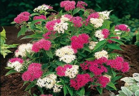 Tawuła Genpei  poj. C2