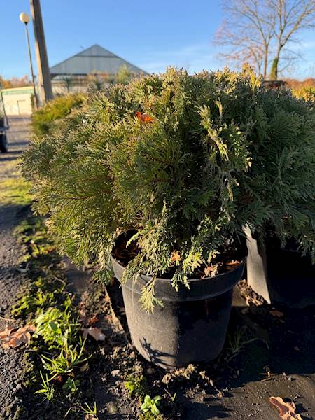 Tuja occ. Danica poj. C15