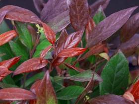 Kiścień -Leucote Zebrid poj. C2