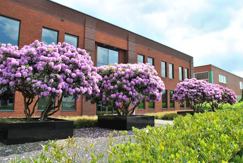 Rododendron sztam 75 poj. C7,5