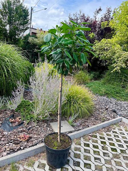 Laurowiśnia sztam 80 poj C10