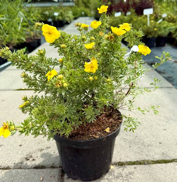 Pięciornik Kobold poj. C2