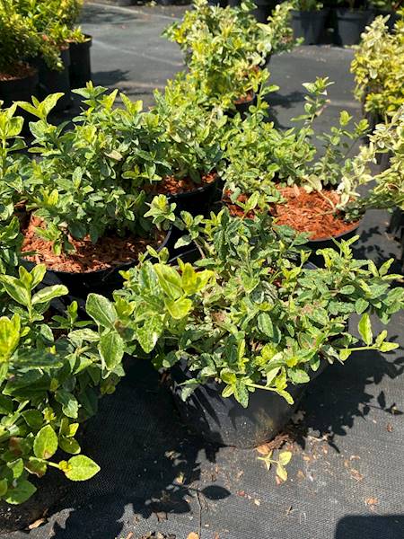 Trzmielina Sunspot poj. C2