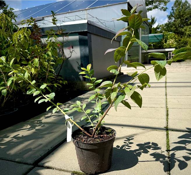 Borówka Chandler poj. C2