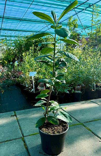 Laurowiśnia Etna poj. C5