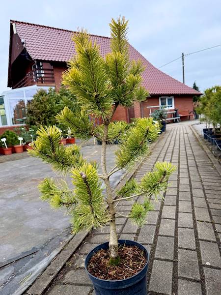 Sosna górska Winter Gold poj. 