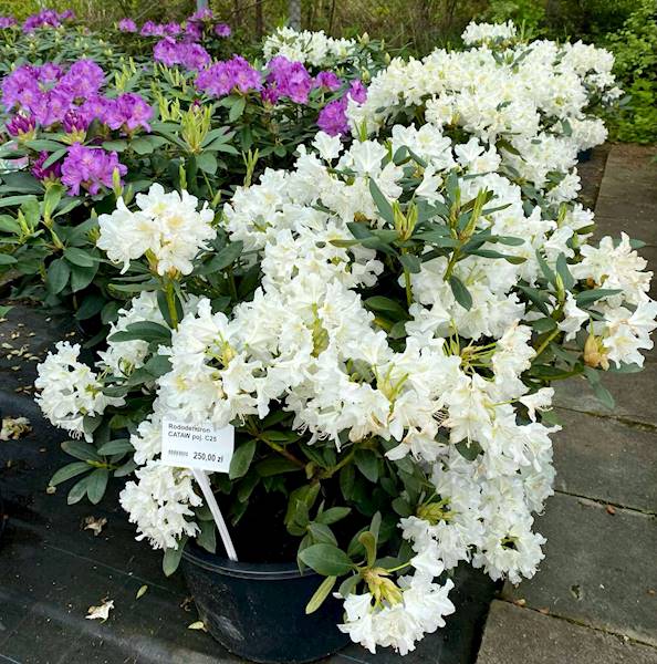 Rododendron Cuning  poj. C25 70-100