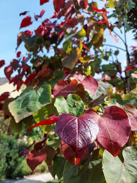 Judaszowiec Forest Pansy  poj. C12 200-250