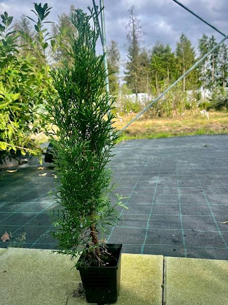 Tuja occ. Szmaragd poj. P9