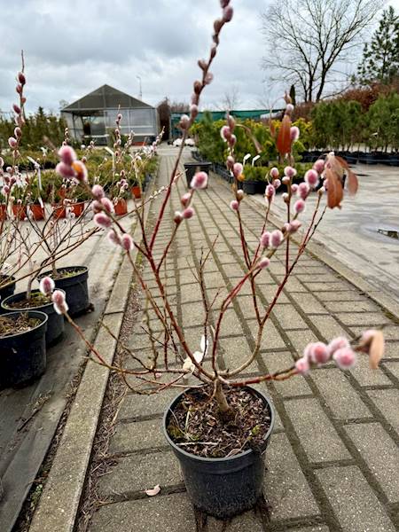 Wierzba Mount Aso czerwona poj C5