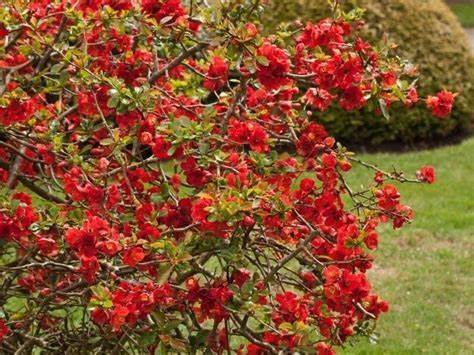 Pigwowiec pośredni poj. C5