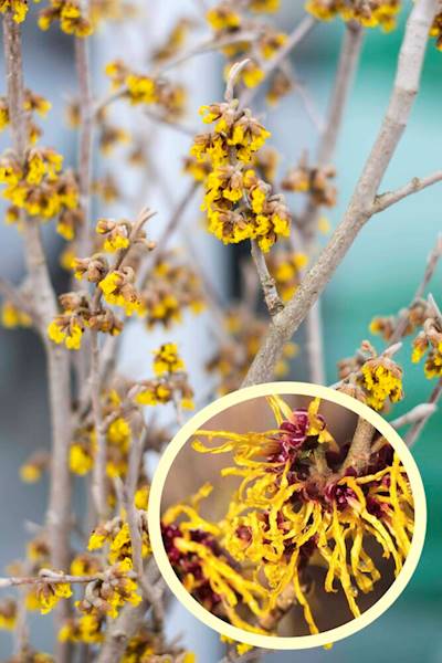 Oczar w odmianach poj. C7,5