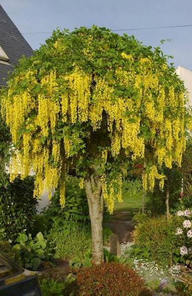 Złotokap Pendulum   sztam 140 poj. C10