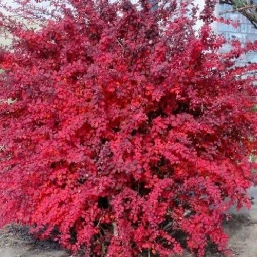 Berberys atropurpurea 40-60