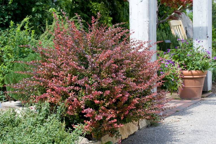 Berberys  Atropurpurea poj. C2