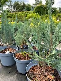 Cyprysik l. Columnaris 80-100 poj. C15