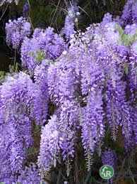 Wisteria w odmianach poj. C2