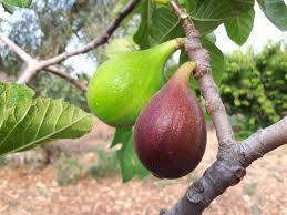 Figowiec Signora 80 sztam poj. C5