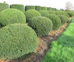 Cis kula 40 cm  poj C15